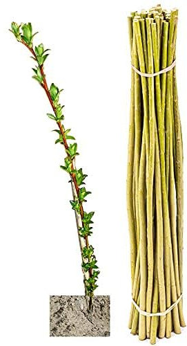 Weidenruten für Weiden-Häuser & -Bauten sowie Energieholz im Energiewald, Weidenbündel Kurzumtrieb/KUP, Salix viminalis-Züchtung - Weide, Korbweide, Strauchweide (50 Weideruten 100 cm)