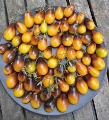 Tomate 'Indigo Pear Drops' - kleine, zweifarbig