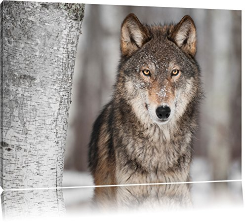 Pixxprint Wachsamer Wolf, Größe: 80x60cm, Leinwandbild, fertig gespannt, Wandbild, Dekoration, Kunstdruck, kein Poster