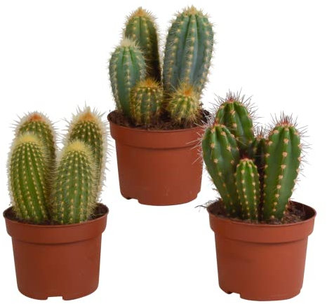 Cacti | mélange de cactus colonnaires | 3 pièces | variétés diverses | Ø 10,5 cm | 18-23 cm | Plantes d'intérieur faciles à entretenir