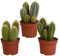 Cacti | mélange de cactus colonnaires | 3 pièces | variétés diverses | Ø 10,5 cm | 18-23 cm | Plantes d'intérieur faciles à entretenir
