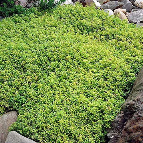 PERZOE 700 Stück kriechender Thymian Samen Bodendecker Teppich mehrjährige blühende Gartenpflanze Dekor Felsenkresse Samen Grün