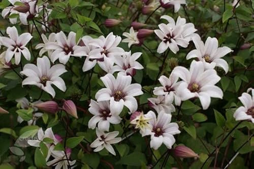 Plant Theory 60cm Cane Clematis Princess Kate White Flowering Vine Climbing Plant 2L Pot