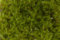 Lincolnshire Pond Plants Ltd - 10g Java Moss (Vescularia Dubyana) Live Aquarium Aquatic Fish Tank Plant