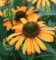Sonnenhut Orange Skipper - großer Topf - Echinacea purpurea - Gartenpflanze