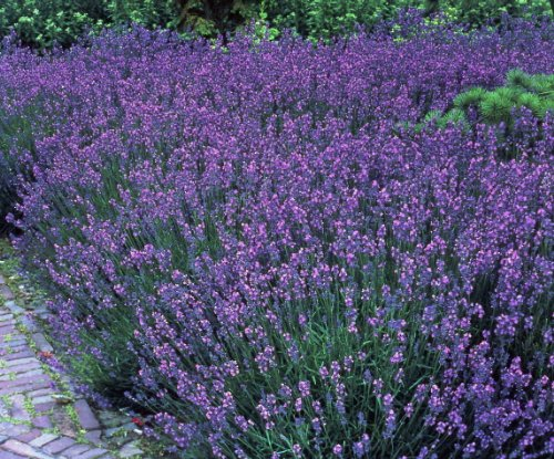Lavandula angustifolia 5er-Set – Winterhart, Mehrjährig, Pflegeleicht – Lavendel – Beet- & Kübelpflanze für Garten & Terrasse