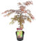 Acer palmatum 'Garnet' – Japanischer Ahorn – Strauch – Winterhart – ⌀19 cm – 50-60 cm