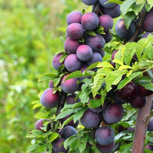 pflaumenbaum samen obstbäume pflaumen samen dauerblüher winterhart mehrjährig, obstbaum balkonpflanzen geschenke für gartenliebhaber bonsai baum obst samen exotische pflanzen samen 50pcs