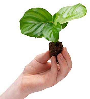 PLNTS - Baby Calathea Orbifolia - Zimmerpflanze - Gebetspflanze - Echte Pflanzen für Drinnen - 2cm Stecklinge - Höhe 15cm