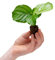 PLNTS - Baby Calathea Orbifolia - Zimmerpflanze - Gebetspflanze - Echte Pflanzen für Drinnen - 2cm Stecklinge - Höhe 15cm