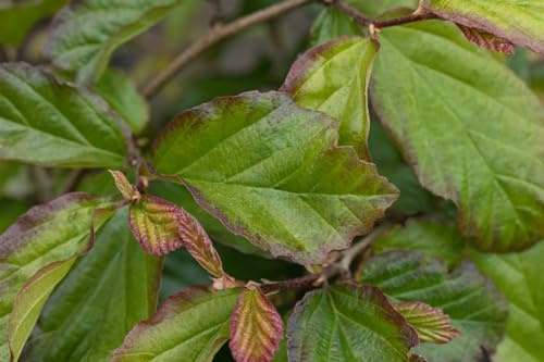 Eisenholzbaum Parrotia persica Bella 40-60 cm winterhart Zierbaum | Herbstfärbung, sonniger bis halbschattiger Standort, robust, ideal als Solitär, dekorative Rinde, langlebig