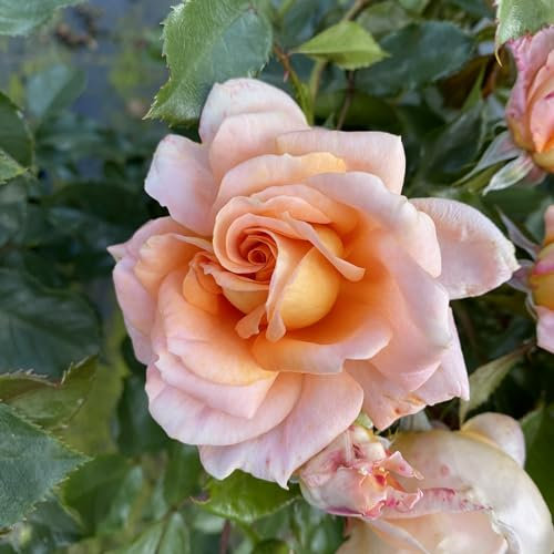 Pete's Rose - 5.5lt Potted Floribunda Garden Rose Bush - Stunning Creamy Orange/Deep Apricot Repeating Blooms