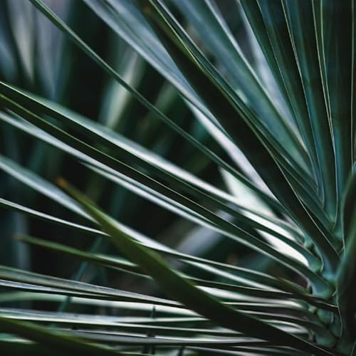 Yucca Rostrata 40/50 cm Pot 10l - Plante En Pot - Hauteur 40/50 Cm - Exposition Plein Soleil Sol