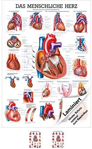 Sport-Tec Das Herz Mini-Poster Anatomie 34x24 cm medizinische Lehrmittel