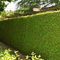 Gardline - Lebensbaum Thuja plicata Martin 100-120 cm. 3-200 Heckenpflanzen. Thuja Hecke - 3 St. (ca. 1 Meter)