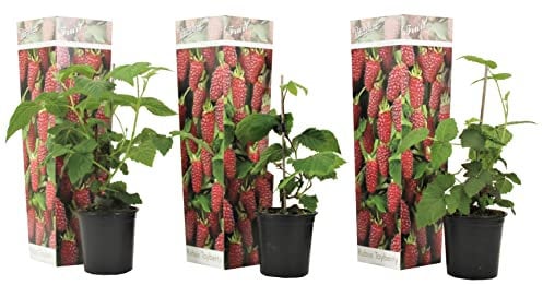Plant in a Box - Rubus 'Tayberry' - Árbol frutal - Maceta 9cm - Altura 25-40cm