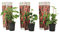 Plant in a Box - Rubus 'Tayberry' - Árbol frutal - Maceta 9cm - Altura 25-40cm