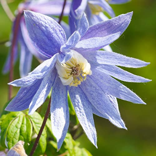 Clematis Alpina | Deciduous Purple Flowering Hardy Garden Climber Plant in 5L Pot