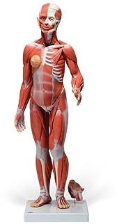 3B Scientific® Muskelfigur – 33-teiliges Anatomiemodell mit weiblichen & männlichen Geschlechtsorganen und inneren Organen + 3B Smart Anatomy App