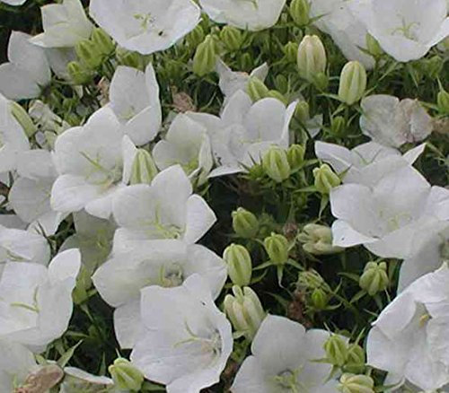 Campanula carpatica 'White Clips' 15cm Pot Size