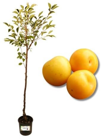 P. Piantine da Orto | Susino Regina Claudia, Pianta in Vaso Diametro 22 cm, Pianta Pronta per Il Trapianto, Pianta Vera, Frutta da Mangiare, Vivaio Italiano