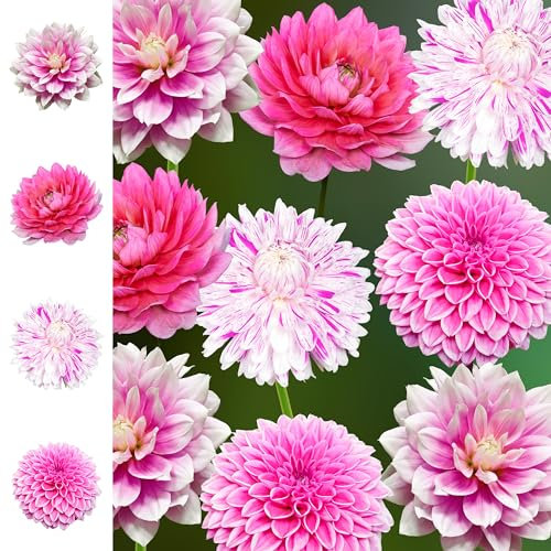 The Bulb Farmers - 12 x Dahlien Paket - Collection - 'Passion for Pink' - Blumenzwiebeln direkt vom Züchter - Sommerblüher - Optimale Zwiebelgröße für den Garten