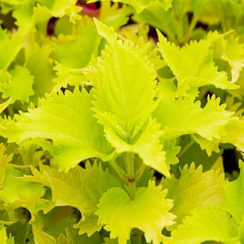 buntnessel topfpflanzen draußen winterhart, dekopflanzen winterharte kübelpflanzen stauden winterhart mehrjährig balkon steingartenpflanzen 200samen
