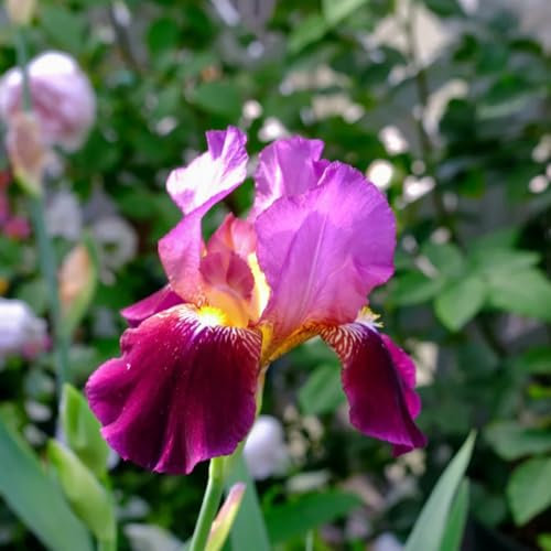 3 pcs schwertlilien winterhart zwiebeln, iris zwiebeln, winterharte pflanzen für garten balkonblumen schwertlilien knollen - Iris tectorum - steinpflanzen winterhart topfpflanzen für