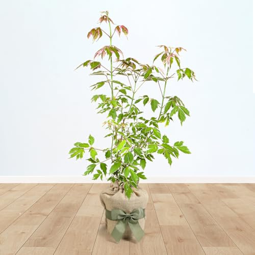 YouGarden Acer Palmatum 'Taylor', Established Tree in 3L Pot, Gift Wrapped in Brown Hessian Bag with Green Bow, Young Tree Potted for Gardens and Patios
