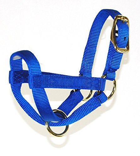 Hamilton 3/4 Zoll Nylon Figur 8 Ziegenhalfter Kind Blau