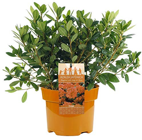 Azalea Japonica Orange Plants - Evergreen Shrubs for Garden - Outdoor Plants for Year-Round Foliage & Summer Flowers - Hardy Flowering Shrubs Outdoor Garden Ready in Plant Pot