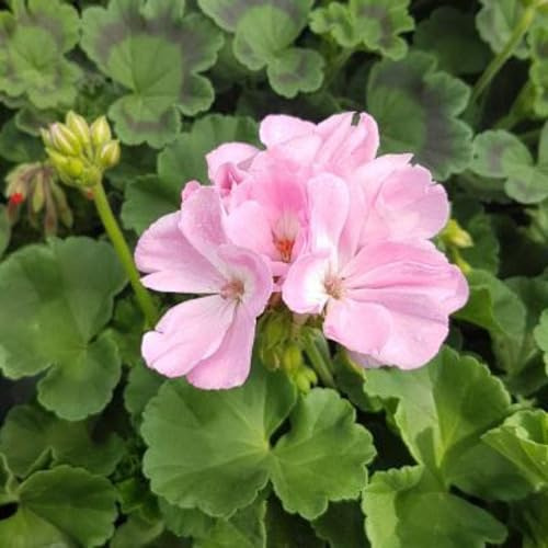 20 Stück rosa Univalve-Geranien-Blumensamen