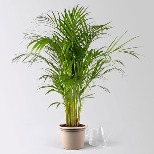 Goldfruchtpalme, Topf-Ø 21 cm, Höhe ca. 100 cm