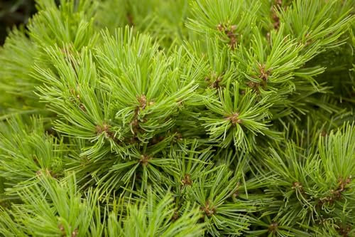 Pinus densiflora 'Low Glow' 30-40 cm - Japanische Rotkiefer, kompakter Wuchs, ideal für Steingärten und Bonsai, immergrün, pflegeleicht