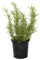 Outlet Garden - Romero - Rosmarinus Officinalis. Planta Aromática, Altura: 30 Centimetros Aproximado, Contenedor: 14 Cm. Envios Solo Peninsula