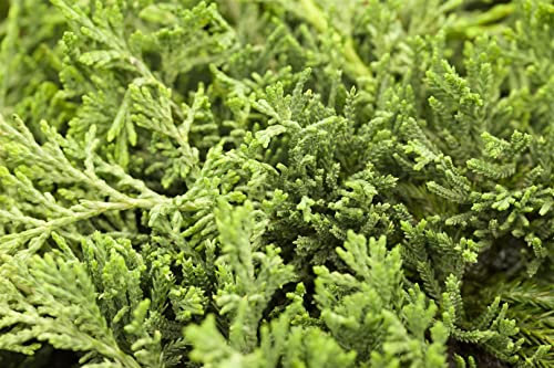Juniperus horizontalis 'Glauca' 20-30 cm - Kriech-Wacholder, blaugraue Nadeln, immergrün, ideal für Steingärten und Bodendecker, pflegeleicht und winterhart