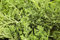 Juniperus horizontalis 'Glauca' 20-30 cm - Kriech-Wacholder, blaugraue Nadeln, immergrün, ideal für Steingärten und Bodendecker, pflegeleicht und winterhart