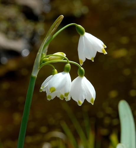 Sommer Knotenblume - Leucojum aestivum - lebende Gartenpflanze aus den Baumschulen