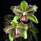 Bloom Green Co. Neue Ankunfts-100Pcs / bag seltene Orchidee, Orchidee Bonsai, seltene Orchideen-Pflanze, Bonsai Blume Pflanze, Natürliches Wachstum, Blumen für Hausgarten: 10
