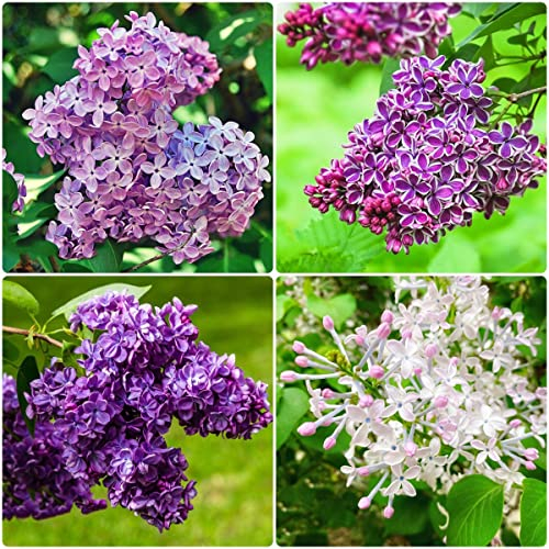 nelken samen flieder pflanzen winterhart balkon - Syzygium aromaticum - Seltene Pflanzen serie - blumenmischung pflanzensamen geschenk gartenpflanze wildblumenwiese saatgut mehrjährig 600 Stück