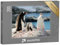 puzzleYOU: Puzzle 200 Teile „Wer ist der stärkste Pinguin?“ – aus der Puzzle-Kollektion Tiere, Pinguine, Exotische Tiere & Trend-Tiere