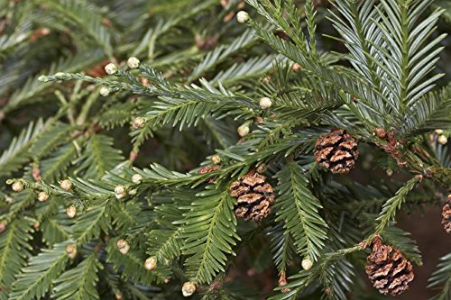 RP Seeds Sequoia sempervirens (Coast Redwood) - 10 Seeds