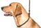 Dog & Field Deluxe Gundog Slip Lead - Olive Green. Soft Spliced Marine Rope Slip Lead For Dogs With Rubber Stopper, Easy To Slip On, No Collar Or Harness Needed. Training Lead For Dogs, One Size