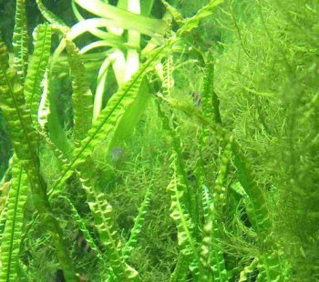 120 Wasserpflanzen, 10 Topfpflanzen, Dünger