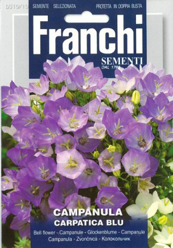 Franchi Bell Flower - Campanula carpatica blue
