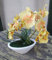 Licht & Grün exclusive Kunstpflanzen Künstliche Orchidee gelb im ovalen Gefäß ca.30cm