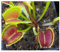 Dionaea muscipula SL15 - Venusfliegenfalle - 3 Samen