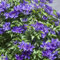 3 x Clematis The President (Waldrebe-Kletterpflanze): 3 kaufen /2 bezahlen - Blau, Mehrjährig & Winterhart - Mehrjährige blühende Kletterpflanzen | 3 x 1,5 Liter Töpfe