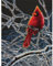 Dimensions Kit Point De Croix Compté, Cardinal Glacé