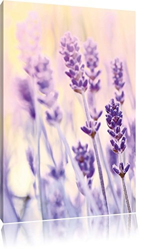 Pixxprint Lavendel, Größe: 60x40cm, Leinwandbild, fertig gespannt, Wandbild, Dekoration, Kunstdruck, kein Poster